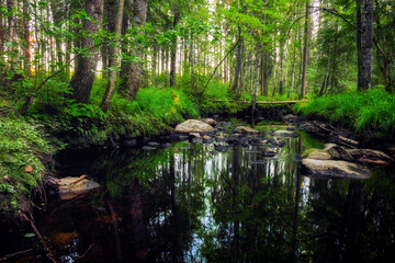 Fototapeta na wymiar Forest river creek water flow. Beautiful landscape