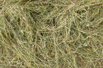 Structure of grass cuttings before haymaking 5519