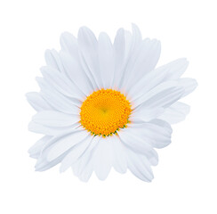 white isolated daisy on a white background