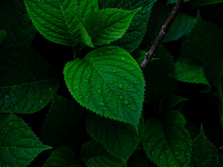 水滴の着いた葉