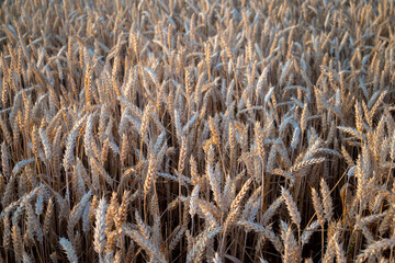 Wheat field at summer