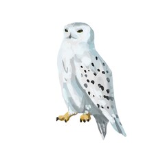 Snowy polar owl portrait. Full length body, standing. Big round yellow orange eyes, black beak, white plumage with brown dots and spots. 