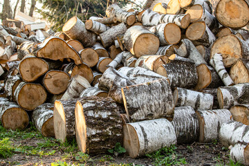 A big pile round cuts of wood. The logs are sawed from the trunks of birch stacked in a pile.