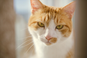 Closeup portrait of the head of a red and white cat with beautiful amber eyes.