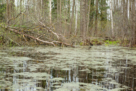 Withered trees lie on the banks of the swamp. Springtime alder bog forest with standing water.
