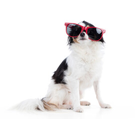 portrait of a chihuahua with red sunglasses