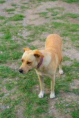 Mongrel dog walking in the park