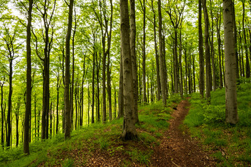 Obraz premium Beautiful forest path in a spring beech forest on the Herlingsburg near Lügde, Teutoburg Forest, North Rhine-Westphalia, Germany.