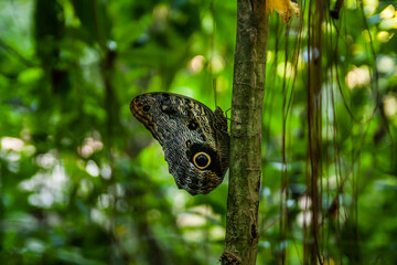 A Olho de Coruja &eacute; amaior borboleta do brasil.