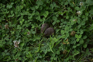 Maus-Nachwuchs auf Wiese am Teich
