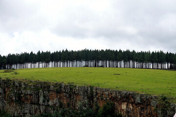 Fototapeta premium Trees on a hill.