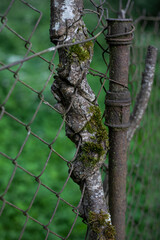 brown tree trunk grown into metal fence