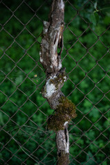 brown tree trunk grown into metal fence