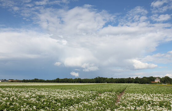 Summer sky with potato plants in the foreground.