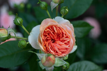 Rose (Rosa) bush in full bloom in pinkish-orange salmon color