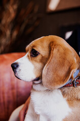 beagle dog portrait