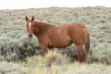 Wyoming Wild Horses