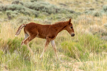 Naklejka na ściany i meble Wyoming foal