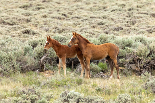 Wyoming foal