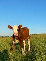 cow in the field