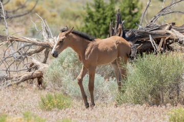 Wild Horse Foal