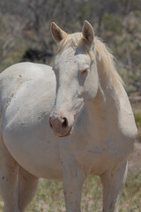 Obraz premium Utah Wild Horses