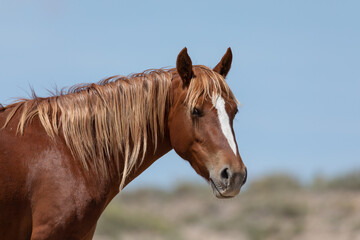 Obraz premium Utah Wild Horses