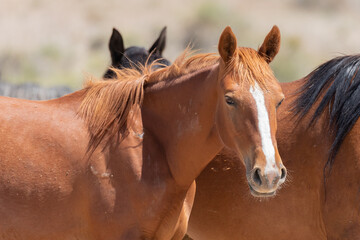Obraz premium Utah Wild Horses