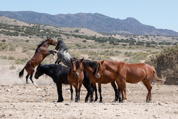 Fighting Wild Horses