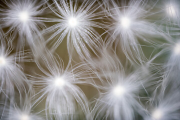 Close up of the seeds of a dandelion in spring which are transported by the wind