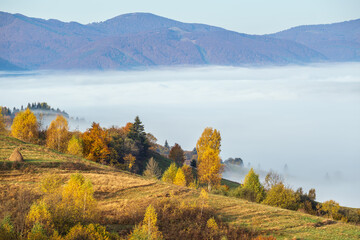 Fototapeta premium Morning foggy clouds in autumn mountain countryside. Ukraine, Carpathian Mountains, Transcarpathia.