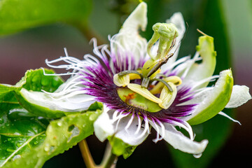 colorful passion fruit flower in closed focus macrophoto with insect inside the flower