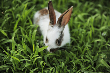 white rabbit on green grass