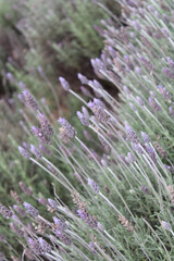 lavender field region