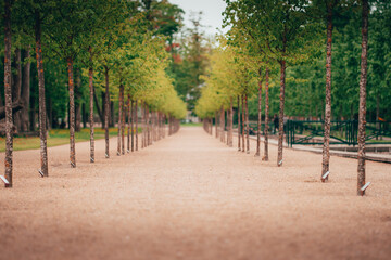 Alley of trees in the park