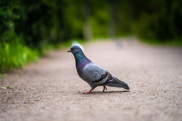 Obraz premium Gray pigeon walking along the path in the park
