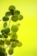 新緑の季節、輝くアロマティカス