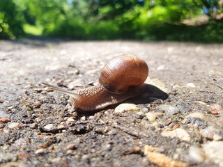 The grape snail Helix pomatia crawls on the ground. Snail with a shell