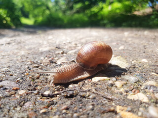 The grape snail Helix pomatia crawls on the ground. Snail with a shell