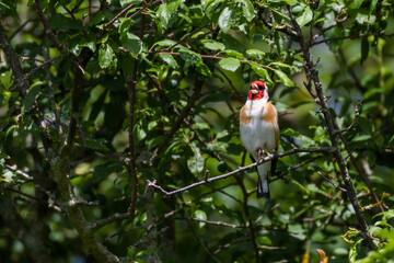 European goldfinch singing on a branch in the woods on a sunny day, England, UK