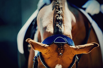 Pigtails on neck sports horse. Horse ears and braided bangs. Equestrian sport.