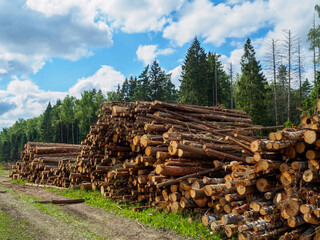 The sawn trunks of pine and birch lie in a large heap in a clearing against the backdrop of the forest and the blue sky. Dry sunny summer day.