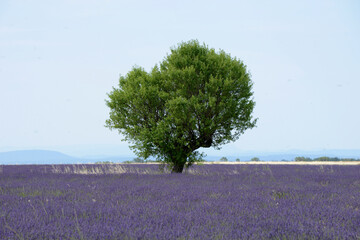 arbre solitaire dans un champ de Lavande - Valensole