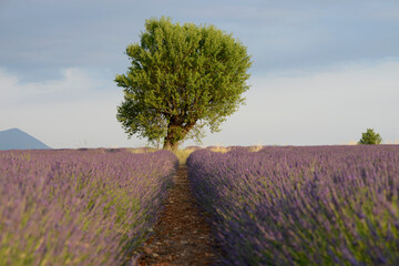 arbre et lavande - Valensole