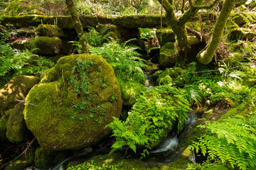 Ancient bridge and moss-covered granite boulders on a forest hiking path, near Lindoso, Peneda-Gerês National Park, Viana do Castelo district, Portugal