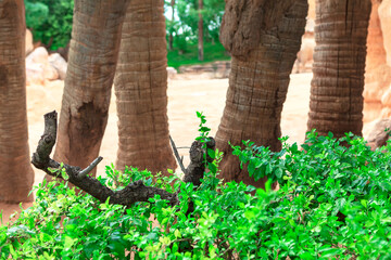Baobab tree trunks , exotic African nature 