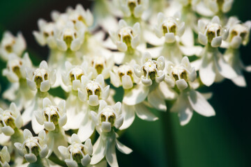 Fototapeta premium close up of white milkweed flowers