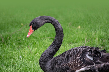 Black swan. Portrait of Cygnus atratus in the meadow.