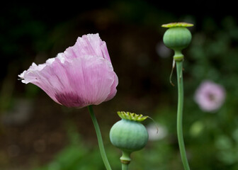 Pink and purple opium poppies Papaver somniferum in flower in a garden in summertime, United Kingdom