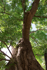 Low-angle shot of a majestic tree located in Sveaborg, Finland. Many branches covered in green leaves and a bright blue sky.